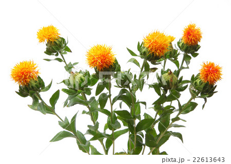 ベニバナ 22613643