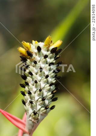 pineapple flower pineapple flower 22614098