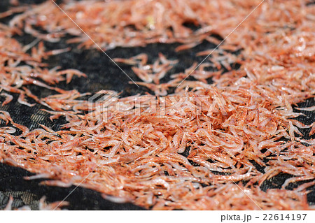 駿河湾桜えび春漁干し桜えびつくりの写真素材