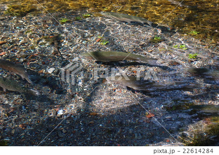 富士山本宮浅間大社湧玉池の鱒 22614284