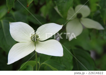ヤマボウシの花 ヤマボウシの花 22614822