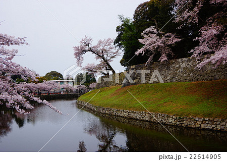 彦根城 堀と桜 彦根城 堀と桜 22614905