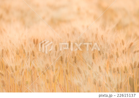 麦 麦 22615137