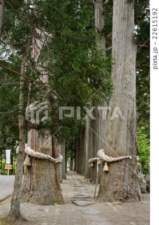 唐松神社杉並木　秋田県天然記念物 22615192
