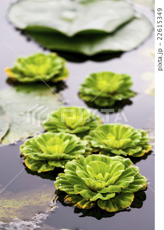 Bunch of green floating water lettuce / cabbage (p 22615349