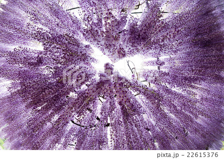 下から見上げる藤の花 22615376