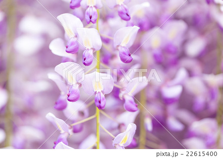 藤の花 22615400