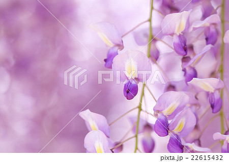 藤の花 22615432