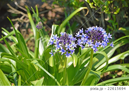 オオツルボ(シラー・ペルビアナ) オオツルボ(シラー・ペルビアナ) 22615694