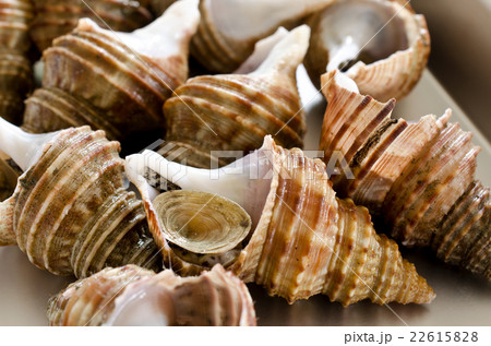 つぶ貝 22615828