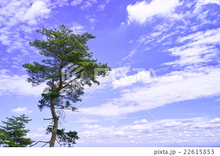 松と大空　 22615853