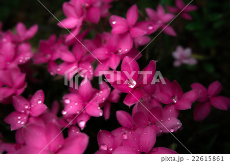 水玉と花 アッツ桜 水玉と花 アッツ桜 22615861