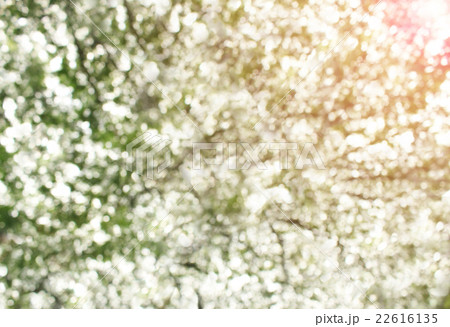Bokeh blur from natural tree For texture Bokeh blur from natural tree For texture 22616135
