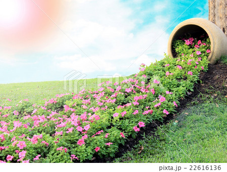 pink flower petunia and large jar pink flower petunia and large jar 22616136