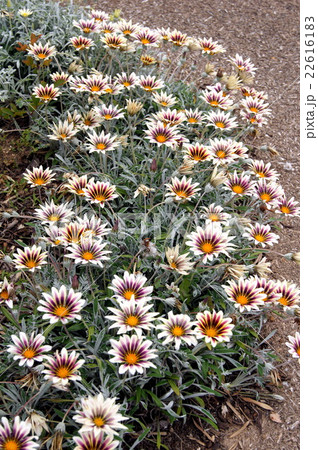 太陽の申し子：ガザニア　カシスクリーム 22616183