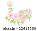牡丹 22616260