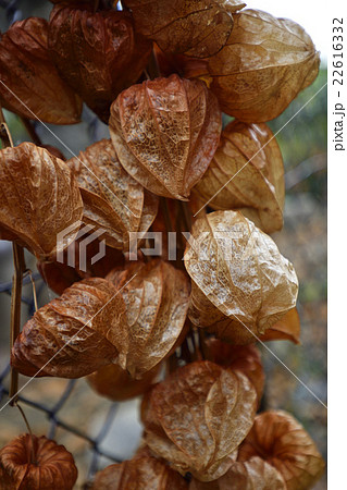 ほおずき 22616332