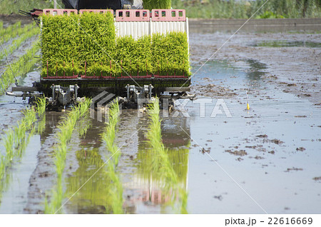 田植え機で田植えの写真素材