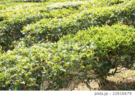 Green tea leaves on tea plantation 22616679