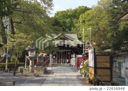 鎮守氷川神社にて(埼玉県川口市) 鎮守氷川神社にて(埼玉県川口市) 22616948