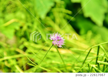 アサツキの花の写真素材