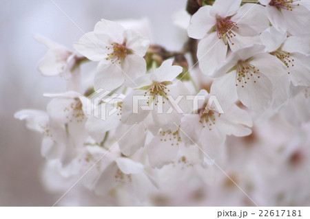 ソメイヨシノの花びら 22617181