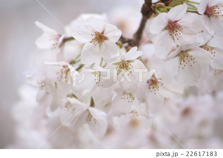 春イメージ写真(Spring) 0