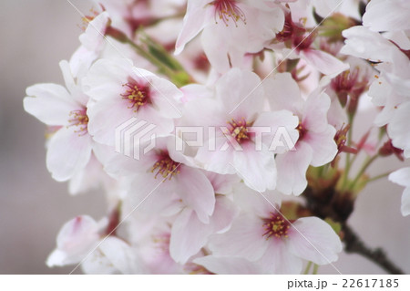 ソメイヨシノの花びら ソメイヨシノの花びら 22617185
