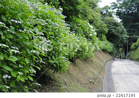 鎌倉市　法面にアジサイが咲く亀ヶ谷坂切通し 22617195