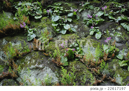 鎌倉市 亀ヶ谷坂切通しの法面に咲くイワタバコの花の写真素材