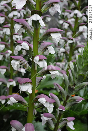 アカンサスの花 22617217