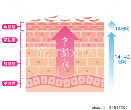 肌のターンオーバー　断面図 22617292