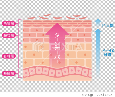 肌のターンオーバー　断面図 22617292