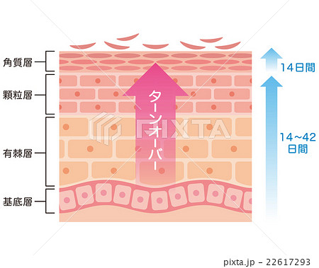 肌のターンオーバー　断面図 22617293