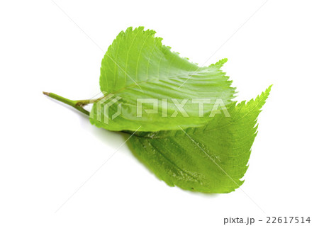 green leaves 22617514