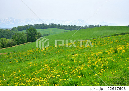 美瑛の丘と十勝岳連峰 22617608