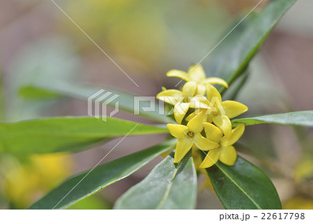 キバナジンチョウゲ キバナジンチョウゲ 22617798