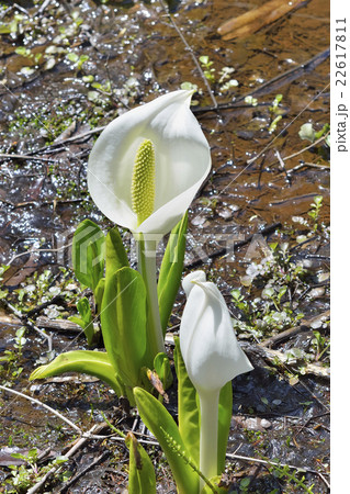 ミズバショウ ミズバショウ 22617811