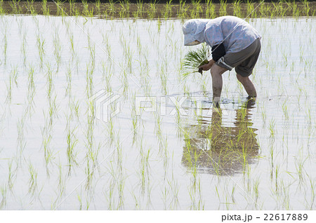 田植えをするシニア 22617889
