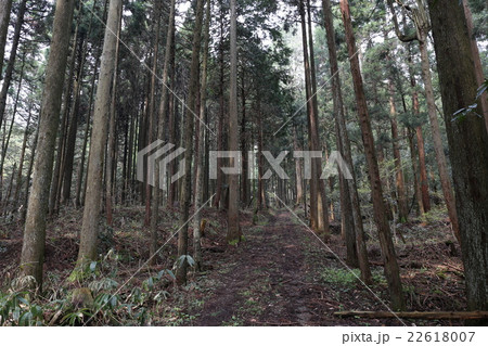 鬱蒼とした森の中の道の写真素材