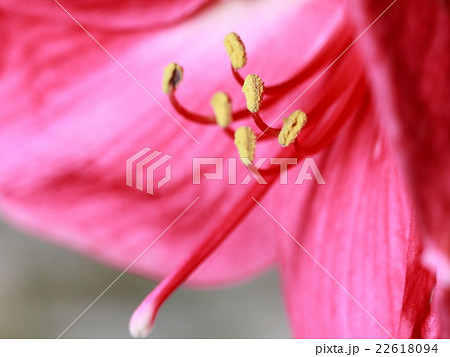 朝日を浴びて生き生きとハイキーに開花した赤色の花(アマリリス) 朝日を浴びて生き生きとハイキーに開花した赤色の花(アマリリス) 22618094