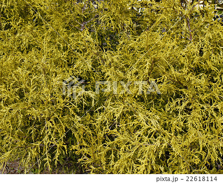 フィリフェラオーレア 22618114