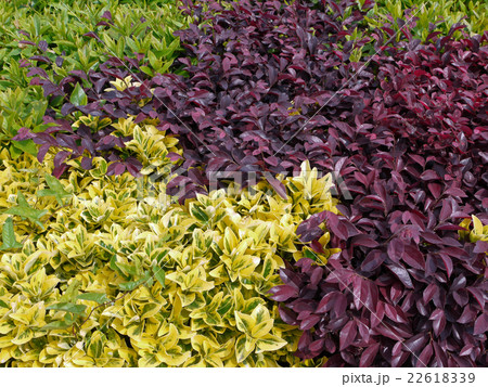 混植の生垣 混植の生垣 22618339