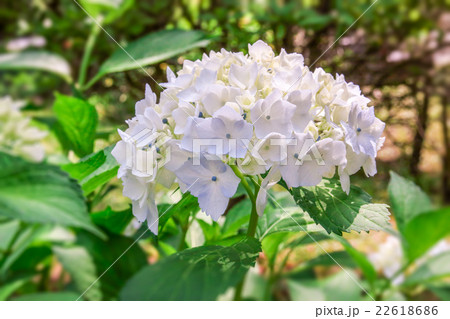紫陽花 紫陽花 22618686