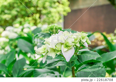 紫陽花 紫陽花 22618708