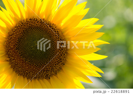 Sunflower 22618891