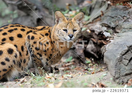 Serval cat (Felis serval) 22619371