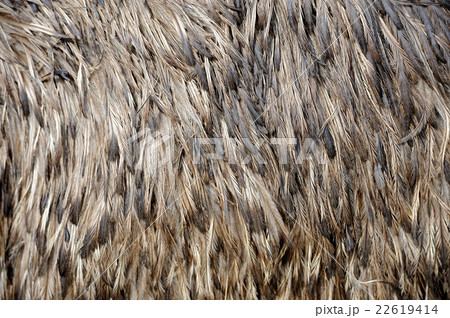 Close-up view of the feathers Close-up view of the feathers 22619414