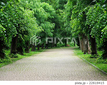 Avenue of trees in the park Avenue of trees in the park 22619415