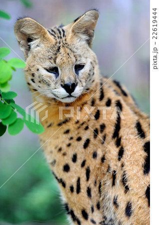 Serval 22619444